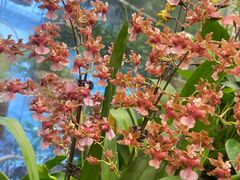 -静岸花卉园艺(三星坊店)