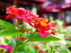 -证大大拇指广场(芳甸路店)