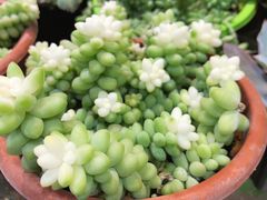 -双季花艺园艺市场(浦东店)