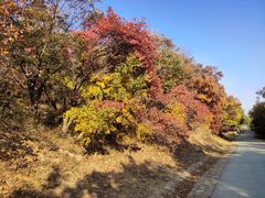 -北京西山国家森林公园