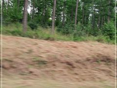 -塞罕坝国家级自然保护区