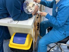 -佑安动物医院·全科·内窥镜中心(幸福巷店)