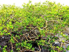 -北海金海湾红树林生态旅游区