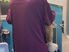 -顺强宠物诊所·狂犬免疫·夜诊·骨科(嘉定店)