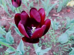 -长春公园(普阳街道)