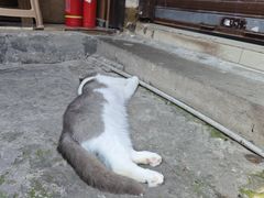 -磁器口古镇