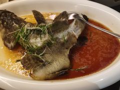 鲜露清蒸海斑鱼-五缘湾凯悦酒店·悦饗中餐厅