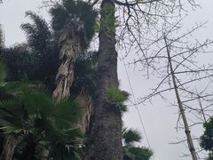 -柳侯公园