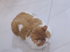 -小伙伴宠物医院·CT·骨科·眼科(高新店)