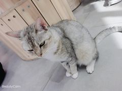-Heymao猫咖.咖啡厅(东门店)