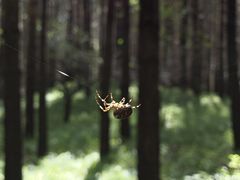 -塞罕坝国家级自然保护区