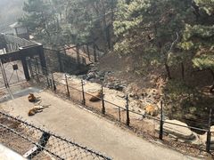 -大连森林动物园