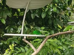 -新加坡飞禽公园
