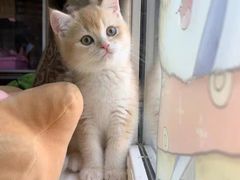 -欣宠猫屋·矮脚拿破仑·蓝金金渐层