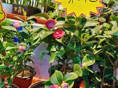 -大自然花鸟鱼虫市场