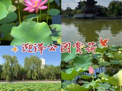 -迎泽公园