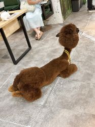 -神奇动物撸宠馆·羊驼·小浣熊·异宠(豫园店)