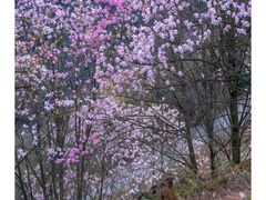 -九皇山景区