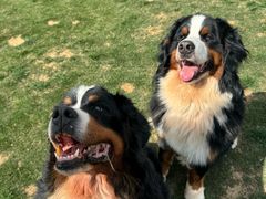 -趣玩宠物乐园寄养训犬训狗游泳池