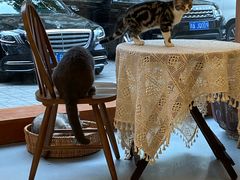 -猫友咖啡店(玉林西路店)