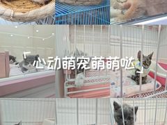 -哈尔滨道外花鸟鱼市场