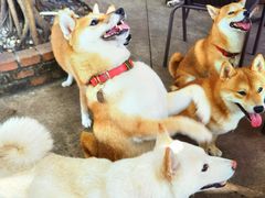 -柴犬高等学院·狗咖·柴犬售卖·宠物训练