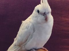 -momokira米努特·德文卷毛猫·棉花面纱犬