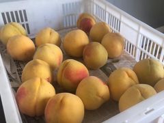 -樂桃源奉贤黄桃种植采摘基地