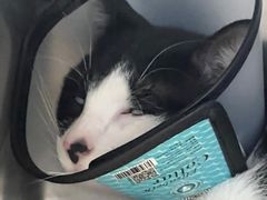 -艾贝尔宠物医院·24H转诊中心·肿瘤猫专科(江宁双龙店)