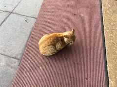 售票处迎宾猫-石洞口码头