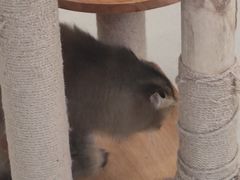 -共舞时光猫咖·狗咖(新街口店)