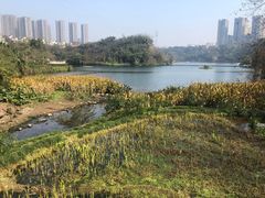 -重庆彩云湖湿地公园