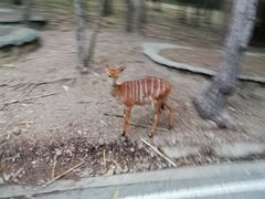 -清迈夜间动物园