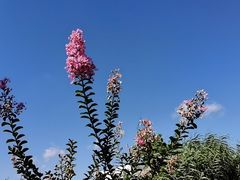 -樂桃源奉贤黄桃种植采摘基地