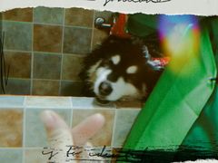 -佳雯宠物医院(四明中路分院)