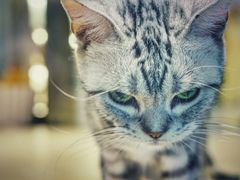 -momokira米努特·德文卷毛猫·棉花面纱犬