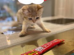 -飞行喵MR PILOT|猫舍·猫咖(静安大融城店)