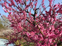 -泗洪洪泽湖湿地景区