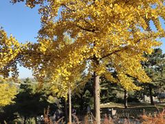 -北京西山国家森林公园