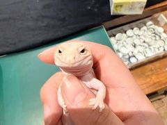 -酷以爬仙阁实体爬宠店·守宫·蜥蜴·专业繁育