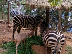 -昆明动物园