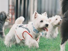 -趣多多宠物公园·宠物训犬学校·宠物寄养