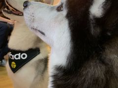 -Husky Go! 哈士奇体验馆·宠物咖啡厅狗咖