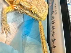 -瑞派·关忠动物医院猫科外科·异宠·24小时转诊中心(祥云店)