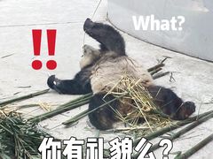 -成都大熊猫繁育研究基地