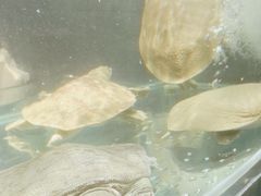 -1718海鲜姿造(苏宁宴请臻选店)