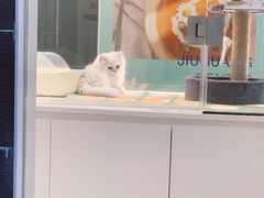 -babydoll猫舍·米努特·德文·缅因(久光中心店)