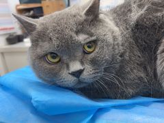 -瑞派·关忠动物医院·猫专科·犬专科(三环新城店)