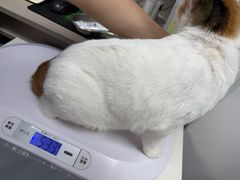 -宠物星动物医院·眼科·异宠·猫科(江南大道总院)