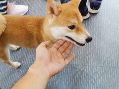 -柴源莊·柴小宠柴犬咖啡